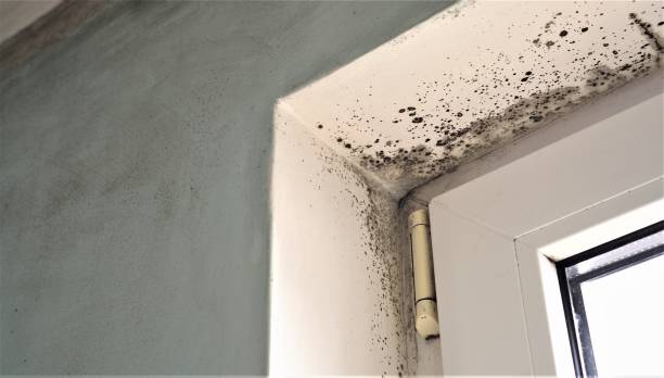 Best Mold Removal for HVAC Installations  in Alexandria, MN