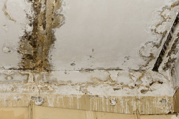 Best Mold-Related Health Consultation  in Alexandria, MN