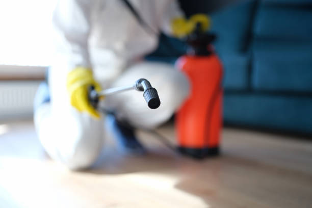 Best Water Damage & Mold Remediation  in Alexandria, MN
