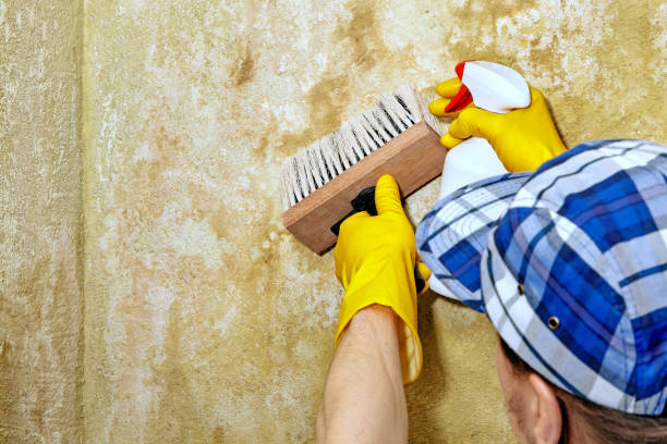 Best Residential Mold Inspection & Testing  in Alexandria, MN