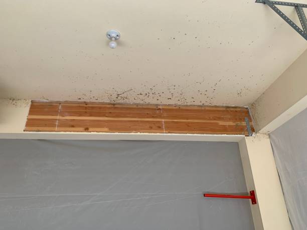 Best Post-Remediation Verification Testing  in Alexandria, MN