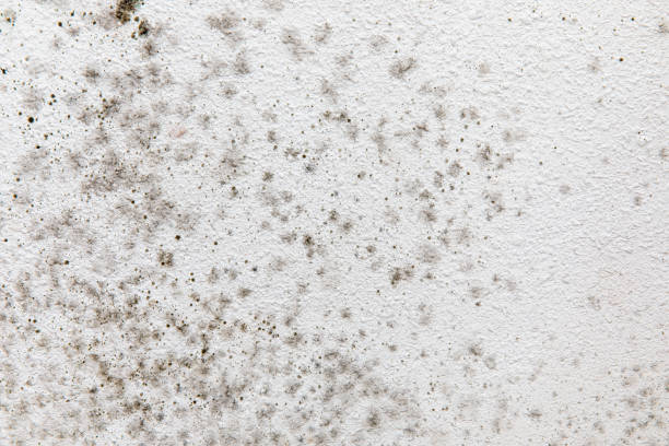 Alexandria, MN Mold Removal Company