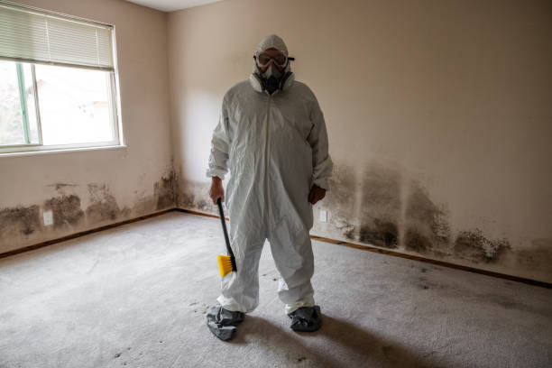 Best Post-Construction Mold Inspection  in Alexandria, MN