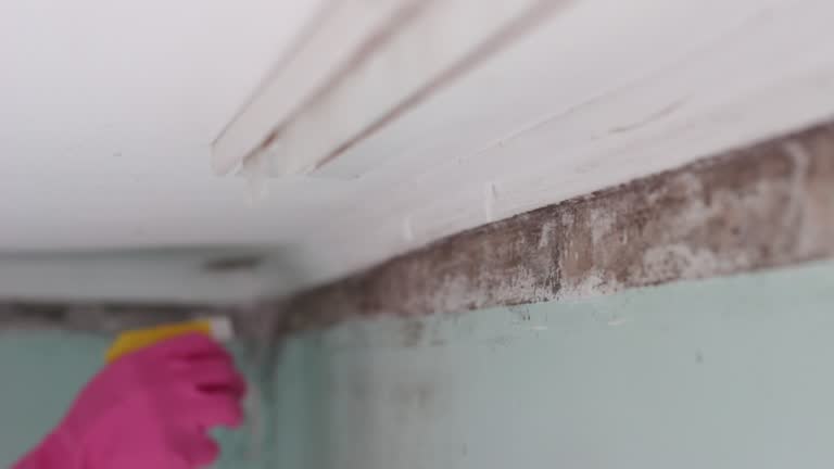 Best Airborne Mold Testing  in Alexandria, MN